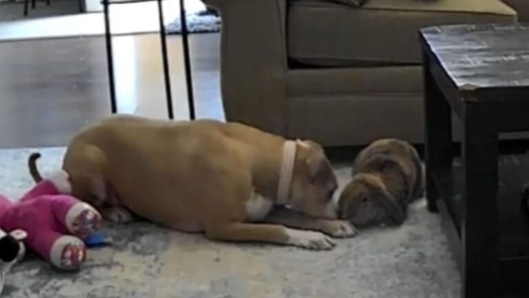 South Jersey Woman Checks Her Pet Cam And Can’t Believe What Her Dog And Bunny Got Up To