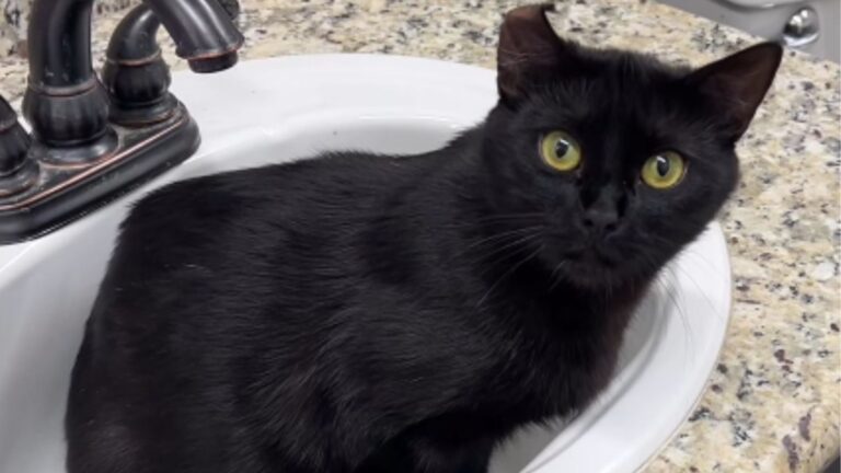 Las Vegas Woman Takes In A Stray Cat In Need, Then Witnesses A Miracle The Next Morning