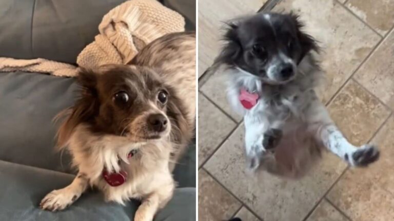 Woman Adopts A ‘Chihuahua’ From California Shelter, But Do You Notice What’s Wrong?