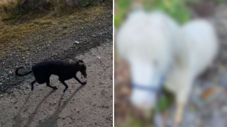 Virginia Woman Walking Her Dog Stops In Shock When She Sees A White Figure Stuck In A Ditch
