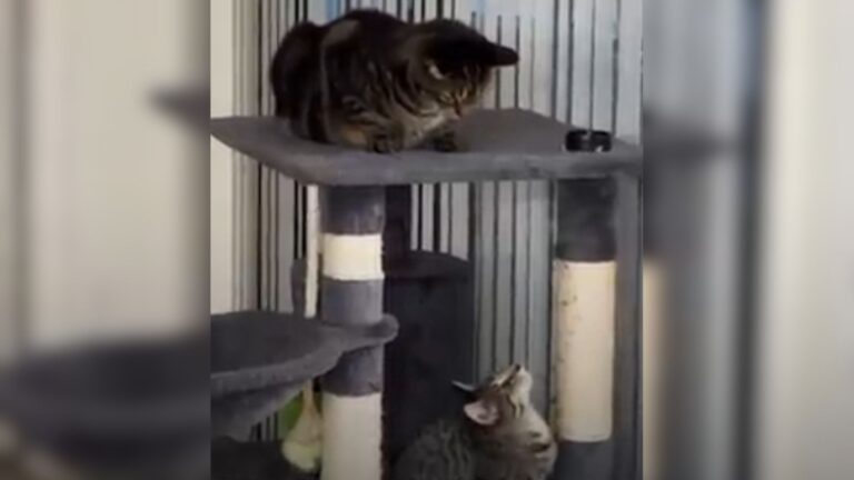 Florida Woman Brings Home Tiny Kitten, But Faces Unexpected Reaction From Her Cat