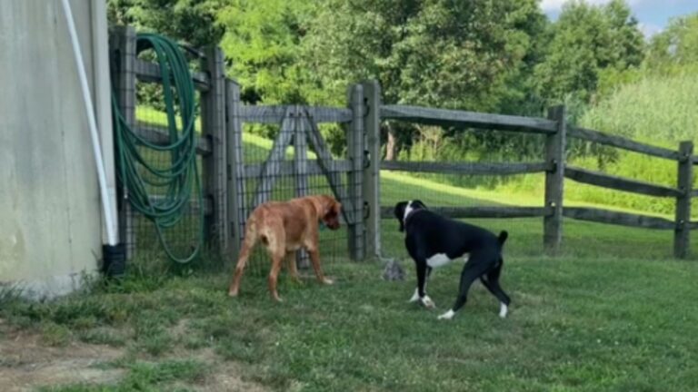 New Jersey Woman Hears Her Dogs Barking For 20 Minutes And Finds A Little Surprise In The Grass