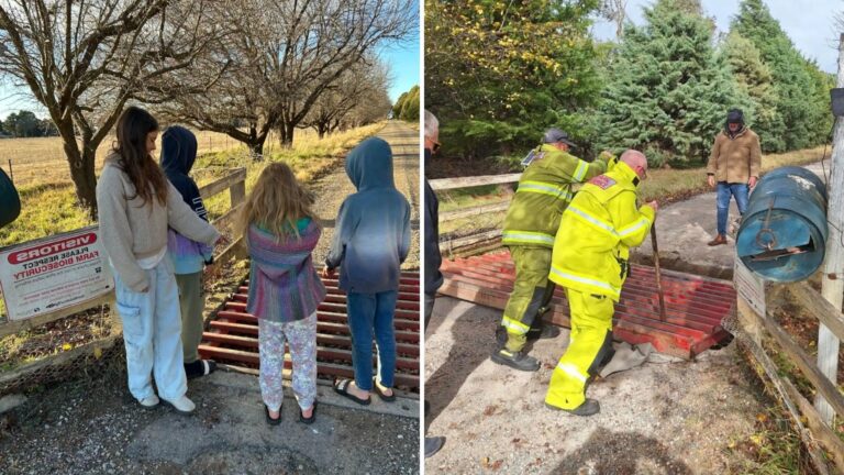 Texas Kids Checking The Mailbox Spot Something Alive Stuck Under The Cattle Grate