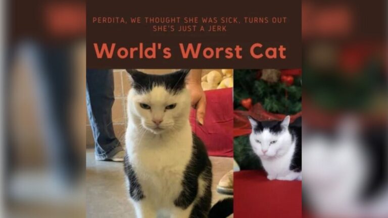 North Carolina Shelter’s Post About “World’s Worst Cat” Sparks 100+ Adoption Applications