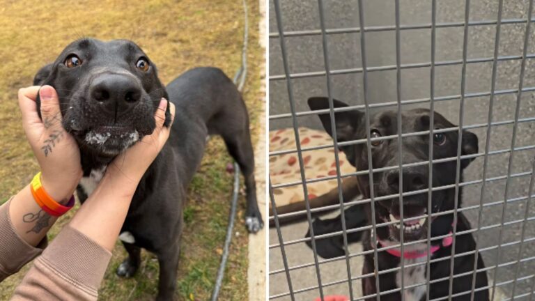 California Shelter Dog Keeps Offering Kisses Through Her Kennel Bars But No One Ever Stops