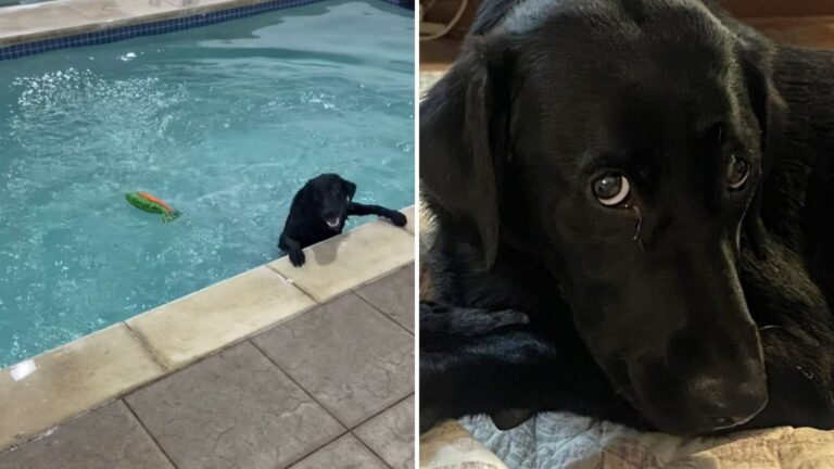 Forget Office Politics, The Happiest Worker In Washington, D.C. Is A Dog Named Ziggy