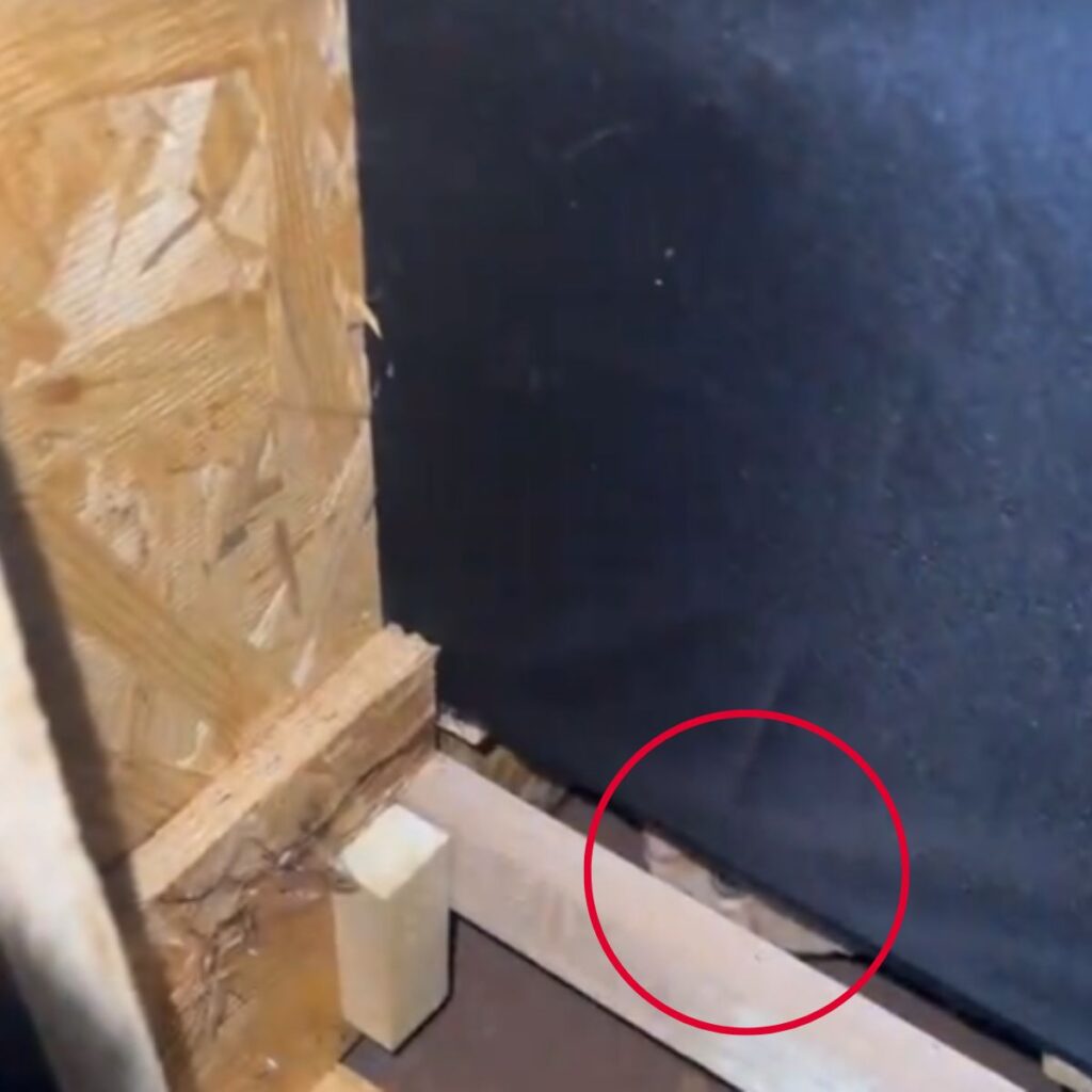 kitten peeking from couch