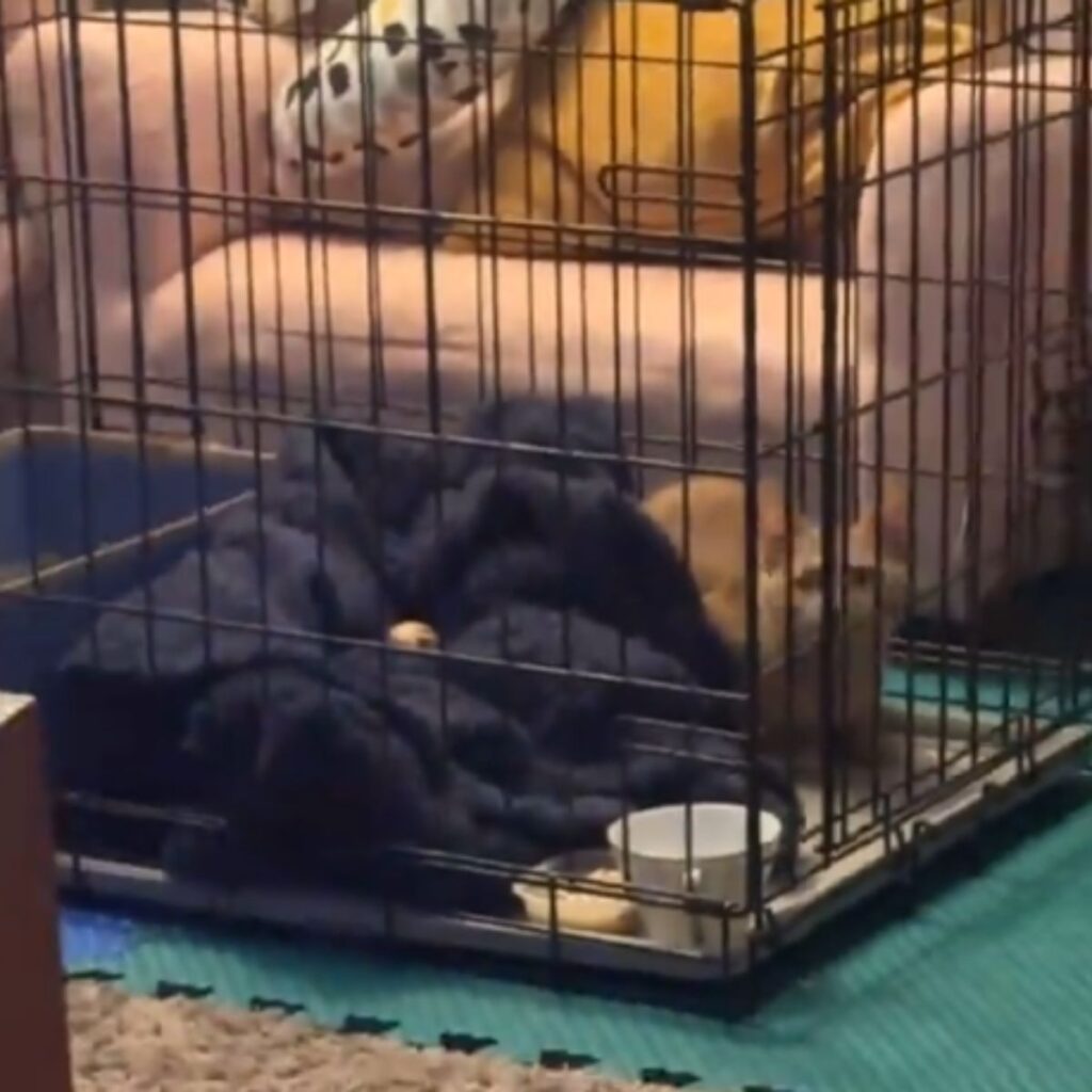 orange kitten in kennel