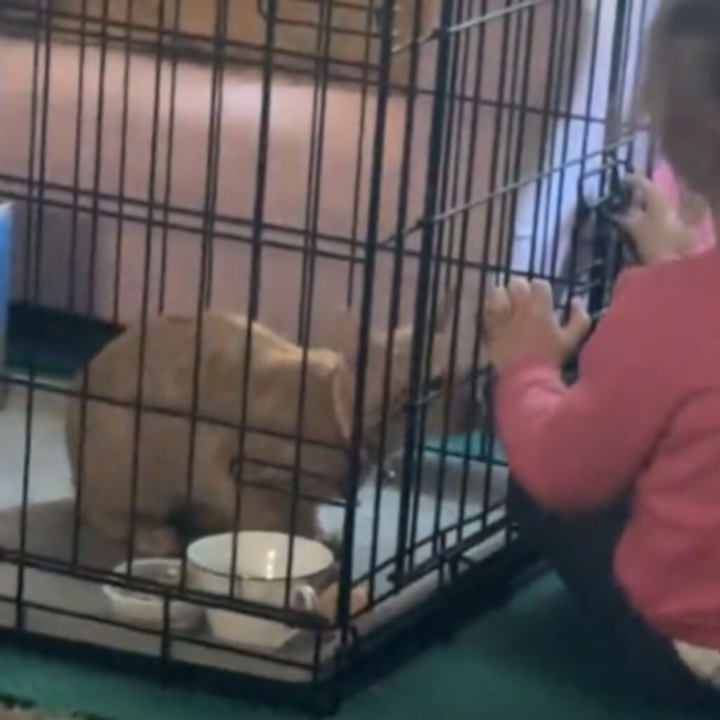 girl next to a kennel with kitten