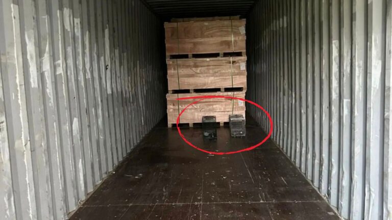 Minnesota Crew Opens Shipping Container From 7,000 Miles Away And Can’t Believe What Sits In It