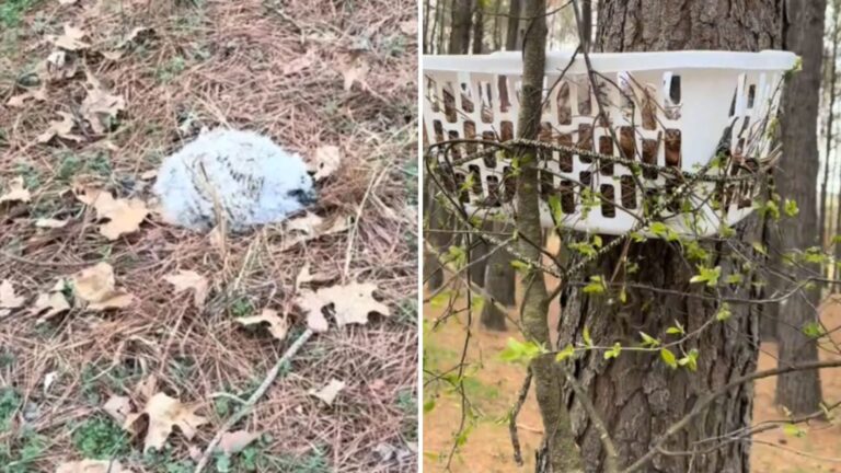 Arkansas Woman Hears Her Dogs Barking At Odd Fluff Lying On The Ground And Rushes Over To Check
