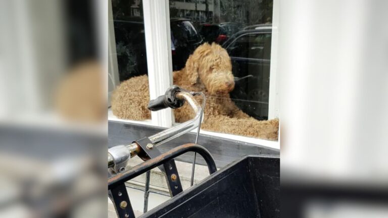 Illinois Dog Mom Can’t Believe What She Sees In The Window Next To Her Goldendoodle
