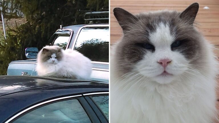 Ragdoll Cat Left Behind By Family Wanders Virginia Neighborhood Hoping For A Helping Hand