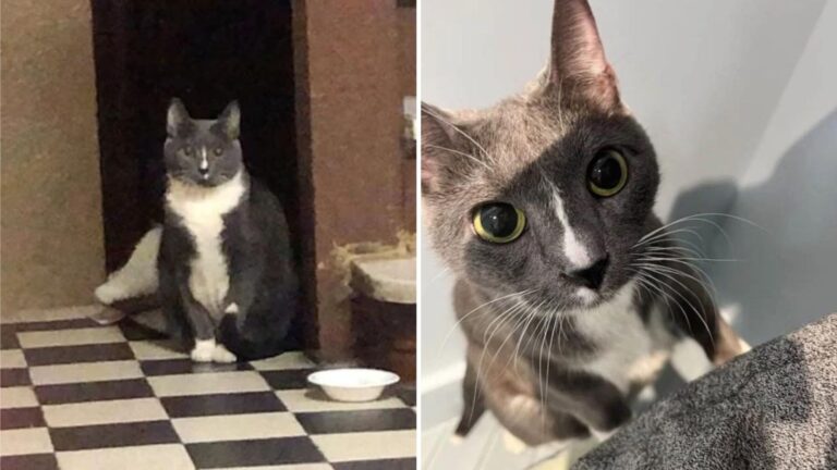 Cat Spends Days Huddled In New York Building, Waiting For Someone Who Never Comes Back