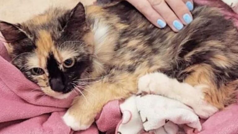 Adopting A Stray Cat Leads Florida Family To A Surprise They Never Saw Coming