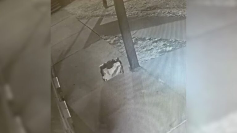 Minnesota Rescuers Find A Carrier Outside Their Door And Are Shocked By What Happens Next