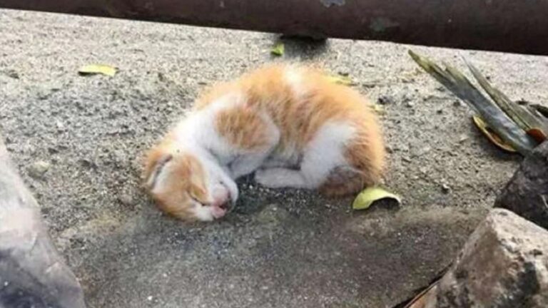 Texas Couple Stumbles Upon A Kitten Lying Motionless On The Ground And Acts On A Gut Feeling