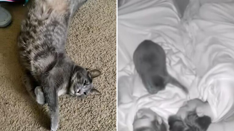 New Jersey Cat Wakes Her Owners Every Single Night And You Won’t Believe Why