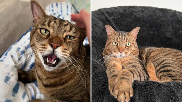 Woman Meets Senior Cat In Florida Shelter, Then Something Amazing Stops Her From Walking Away