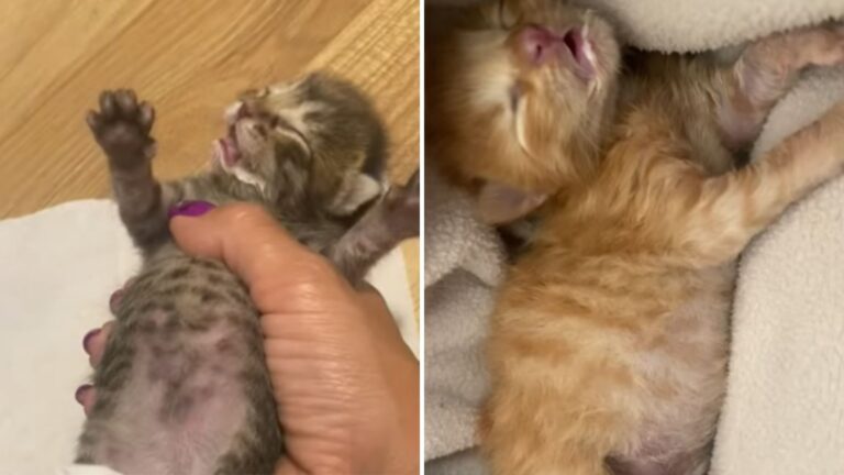 Woman Spots Crying Kittens In Florida Parking Lot, Then Finds A Heartbreaking Scene Beside Them