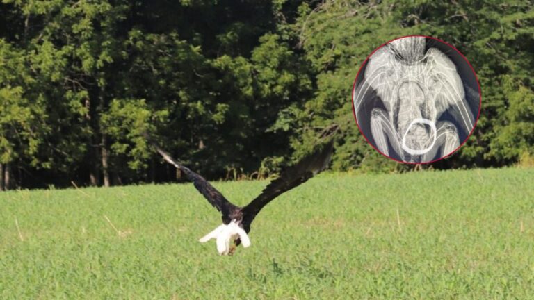 Missouri Rescuers Spot Bald Eagle That Can’t Fly, Then Discover The Hilarious Reason Why
