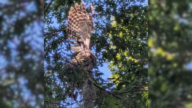 North Carolina Woman Sees A Ball Of Feathers Hanging From A Tree And Decides To Look Closer