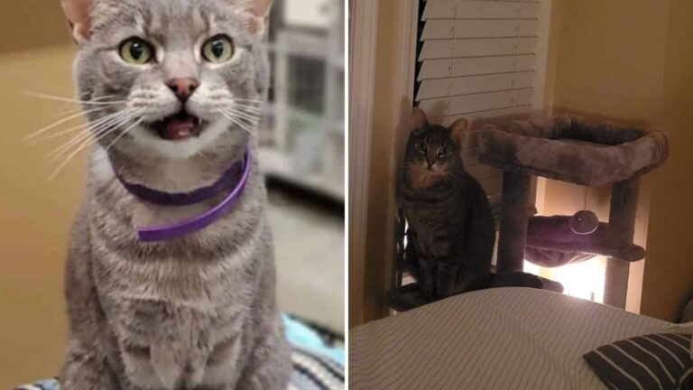 Cat Spent His Whole Life In Iowa Shelter, Then His Smiling Face On Reddit Brought A Miracle