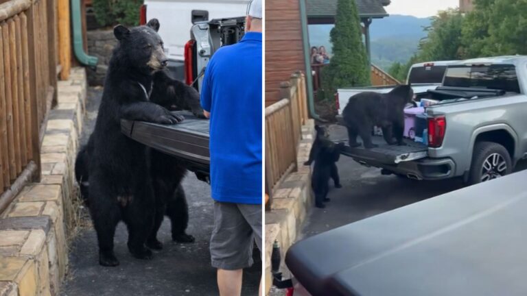 Gatlinburg Family Watches In Shock As Bears Approach Their Truck And Do This