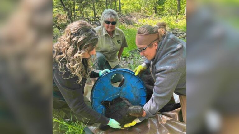 Michigan Bear Trapped By Plastic Lid For 2 Years Finally Freed After Local Saw It In His Yard