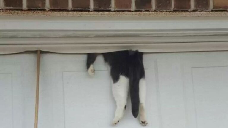 Louisiana Man Closes The Garage Door And Has No Idea What’s About To Happen