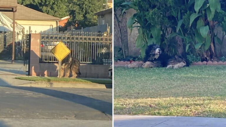 Disoriented Dog Dashes In Circles After Owner Dumped Him From Moving Car In LA