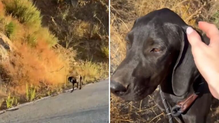 Biker Spots A Black Blur By The Woods In California Then Realizes It’s A Tiny Life In Danger