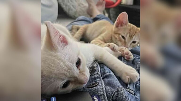 LA Man Sees Carboard Box Behind His Home And It Leads Him Toward Tiny Lives Needing Urgent Help