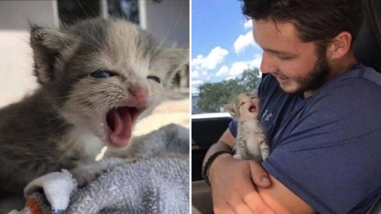 Orphaned Kitten Cries Her Lungs Out For 15 Hours On Florida Farm, Then Finally Gets Heard