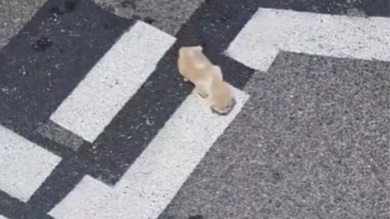 Illinois Woman Nearly Walks Past A Tiny Shivering Figure In Parking Lot, Until She Hears A Cry