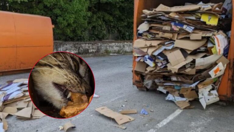 Faint Cries Lead New Jersey Workers To A Heartbreaking Discovery In A Cardboard Compressor