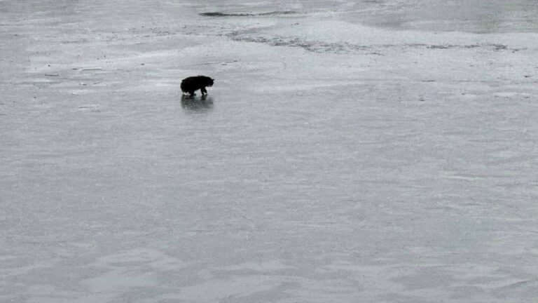 Woman Sees Blind Cat Stuck On Sheet Of Ice On Massachusetts Lake And Braces For What Comes Next