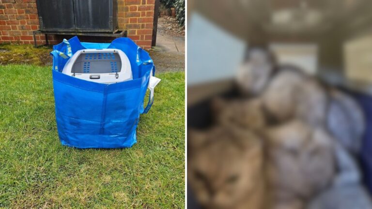 Texas Team Finds A Blue Bag Sitting In A Parking Lot With Someone Special Huddled Inside