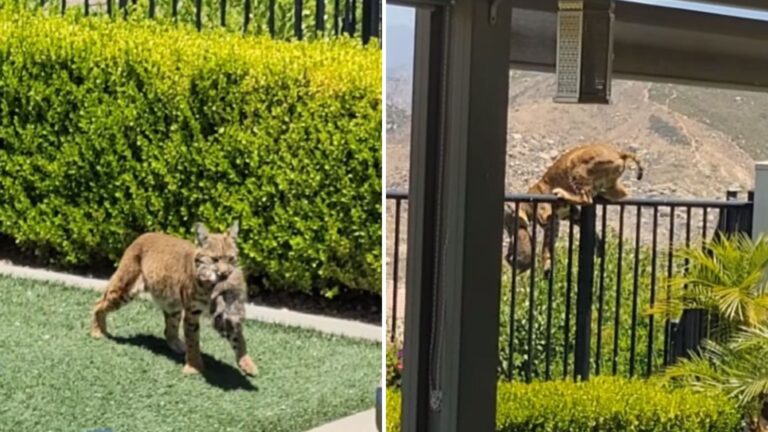 California Man Sees A Bobcat With Something In Her Mouth And Can’t Resist Following Her
