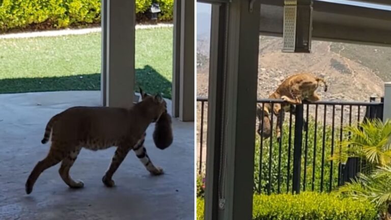 California Man Sees Bobcat In His Yard Carrying Something In Her Mouth, Decides To Follow Her