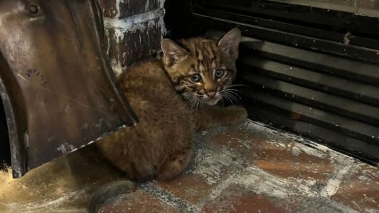 Kansas Man Took In A Soaked Kitten During Storm, He Had No Idea What He Was About To Get Into