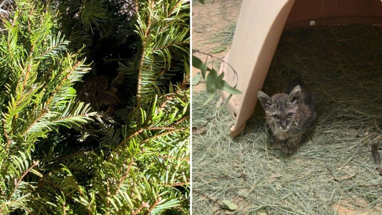 California Gardener Found Motionless Bobkitten In Backyard, What Came Next Left Everyone In Awe