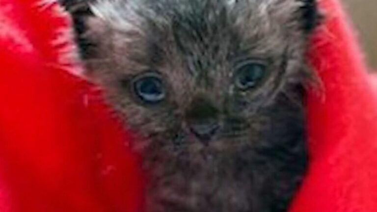 Ohio Woman Rescues Struggling Kitten From Gutter, Then Makes A Shocking Discovery Months Later