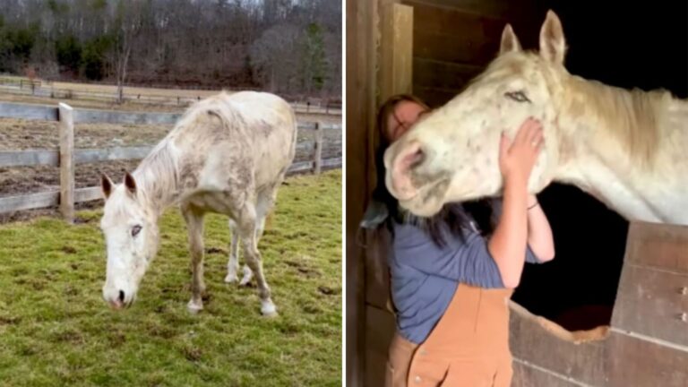 NY Blind Horse Responds When Rescuers Call Him “Buddy” And That Moment Saves Him From Euthanasia