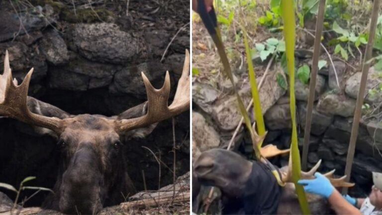 Maine Homeowner Spots Giant Antlers Sticking Out Of Brush And The Discovery Leaves Him Stunned