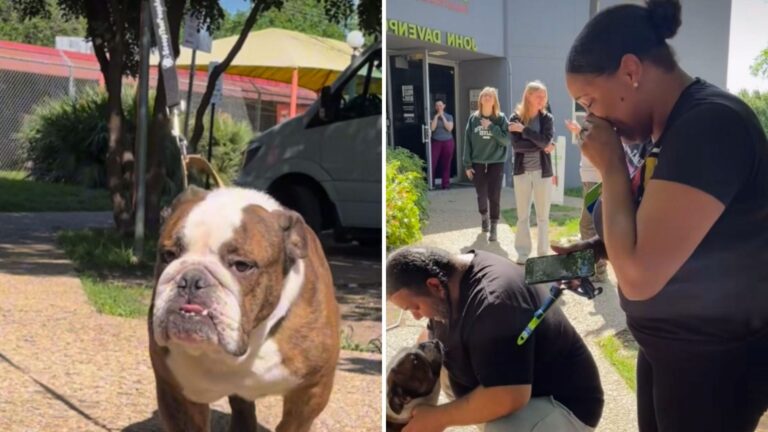 Texas Shelter Staff Finds Dog Tied To Their Gate And His Identity Shocks Everyone