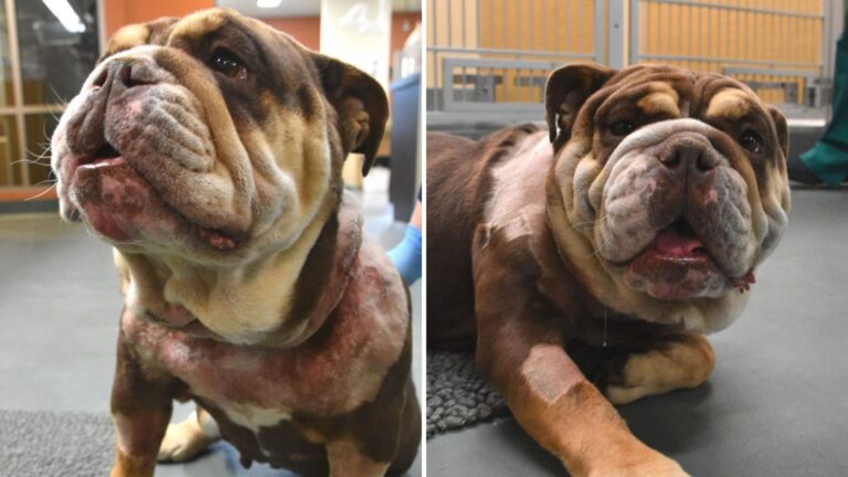 San Diego Bulldog Faces Fight For His Life Because Of A Cone Meant To Keep Him Safe