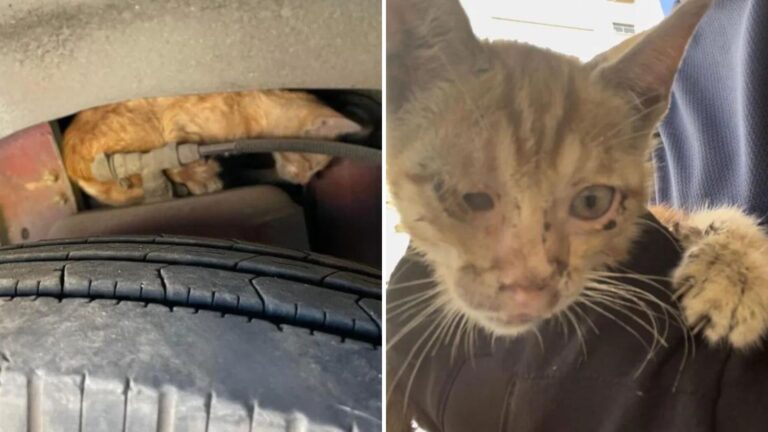 Man Hears Faint Cries From Inside Parked Bus In Texas And Quickly Realizes Something Is Wrong