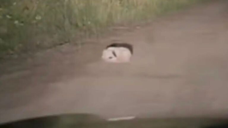 Camper Notices Strange Figure Curled Up On Oregon Road And Decides To Take A Closer Look