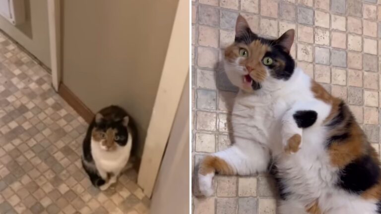 Montana Couple Adopts A Quiet Shelter Cat, What Happens At Home Leaves Them Speechless